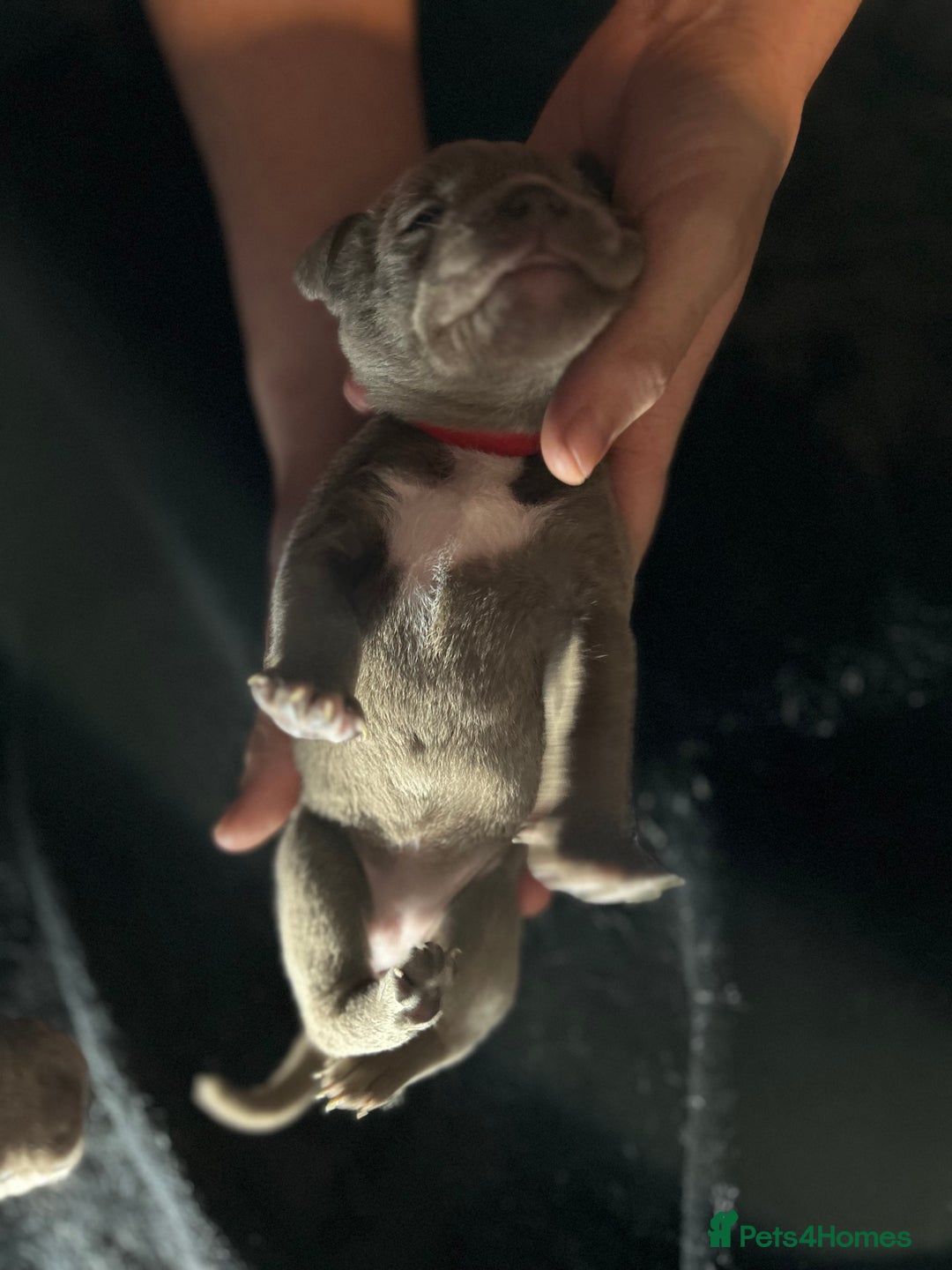 Mixed Breed dogs for sale: Staffadors staffy x labs  - Advert 20