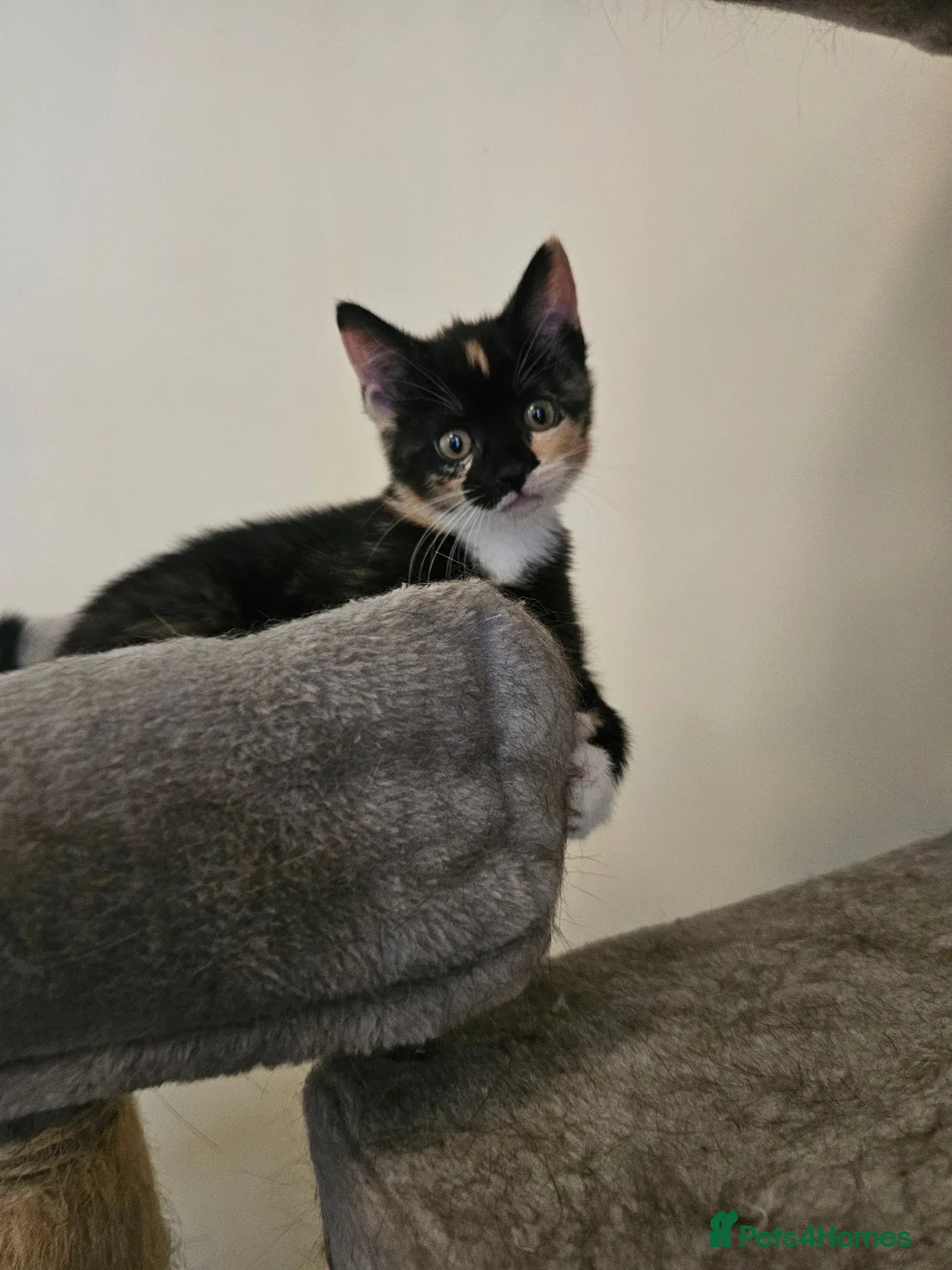 British Shorthair cats for sale: British shirt hair x kitten - Advert 1