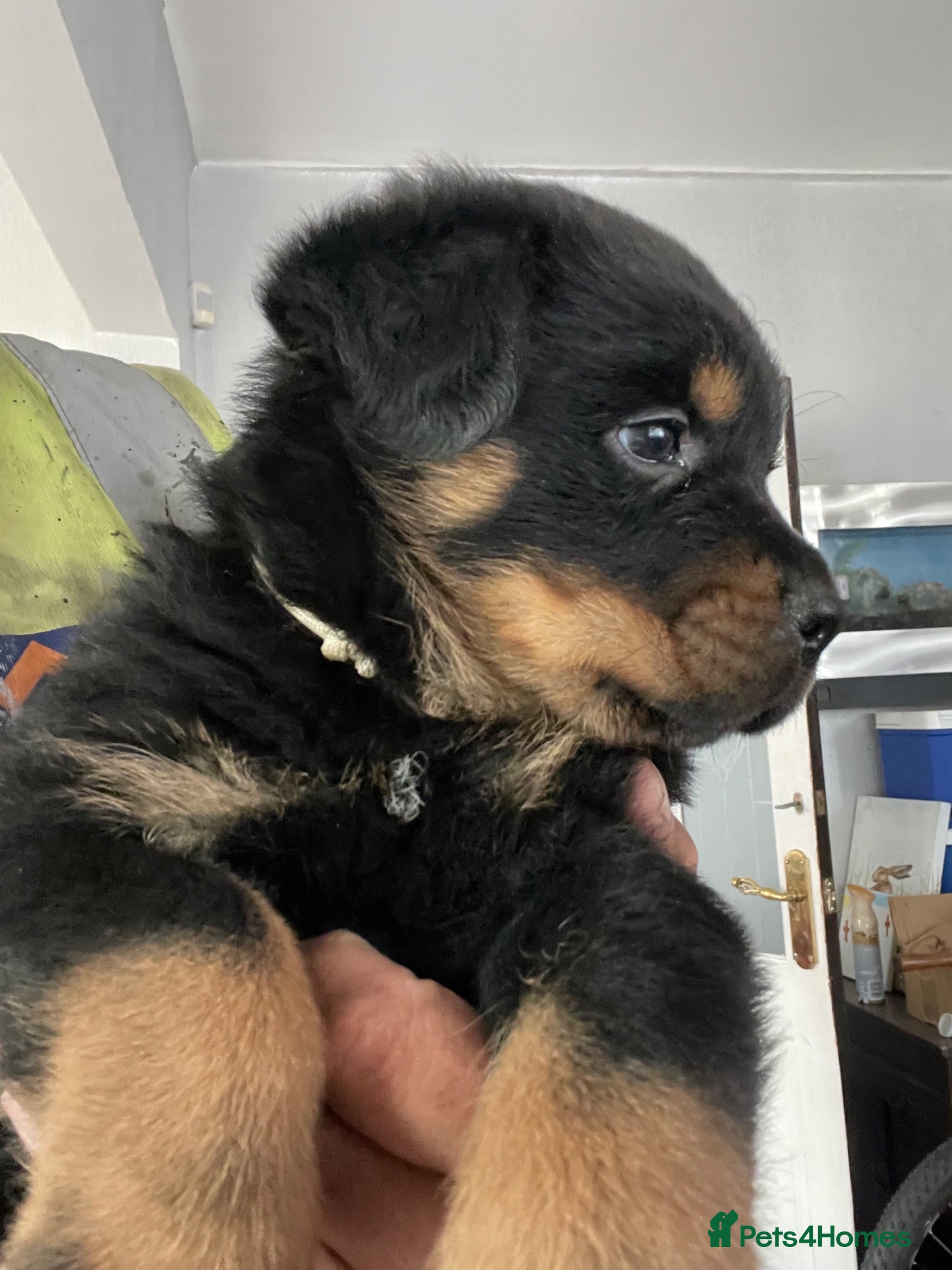 Mixed Breed dogs Rottweiler x Rottweiler x Akita  - Advert 2
