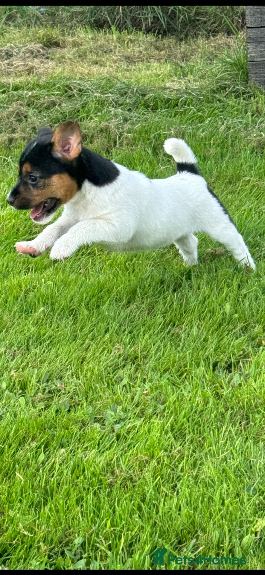 Jack Russell dogs jackrussell - Advert 1