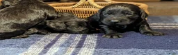 Cocker Spaniel dogs for sale: Black Working Cocker Spaniel Pups - Advert 11