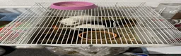 Guinea Pig rodents for sale: 4 Lovely Guinea Looking New Homes – Cages Included in Middlesbrough - Advert 8