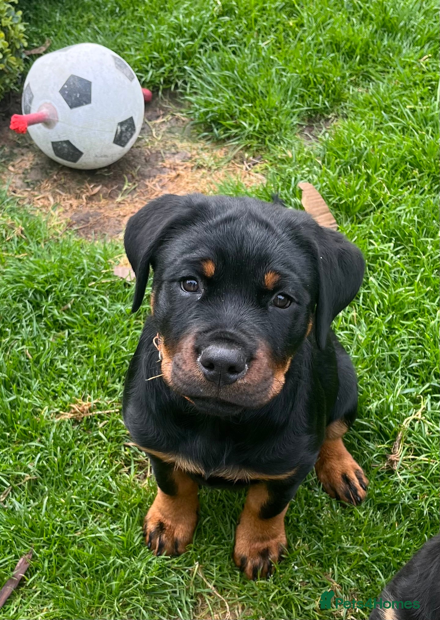 Rottweiler dogs Only one girl leftChunky pups excellent bloodlines - Advert 1