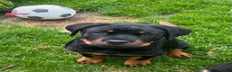 Rottweiler dogs for sale: Only one girl leftChunky pups excellent bloodlines - Advert 1