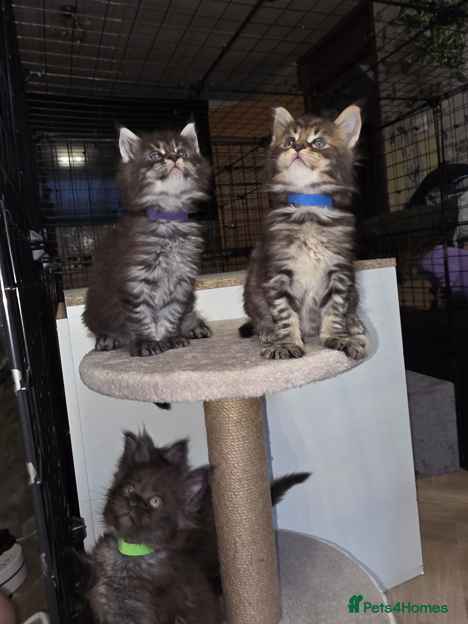 Maine Coon cats Maine Coon Registered TICA - Advert 1