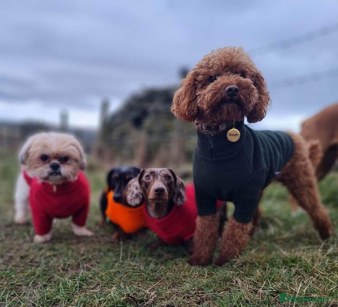 Shihpoo dogs for sale: Shihpoo f1 puppies - Advert 6