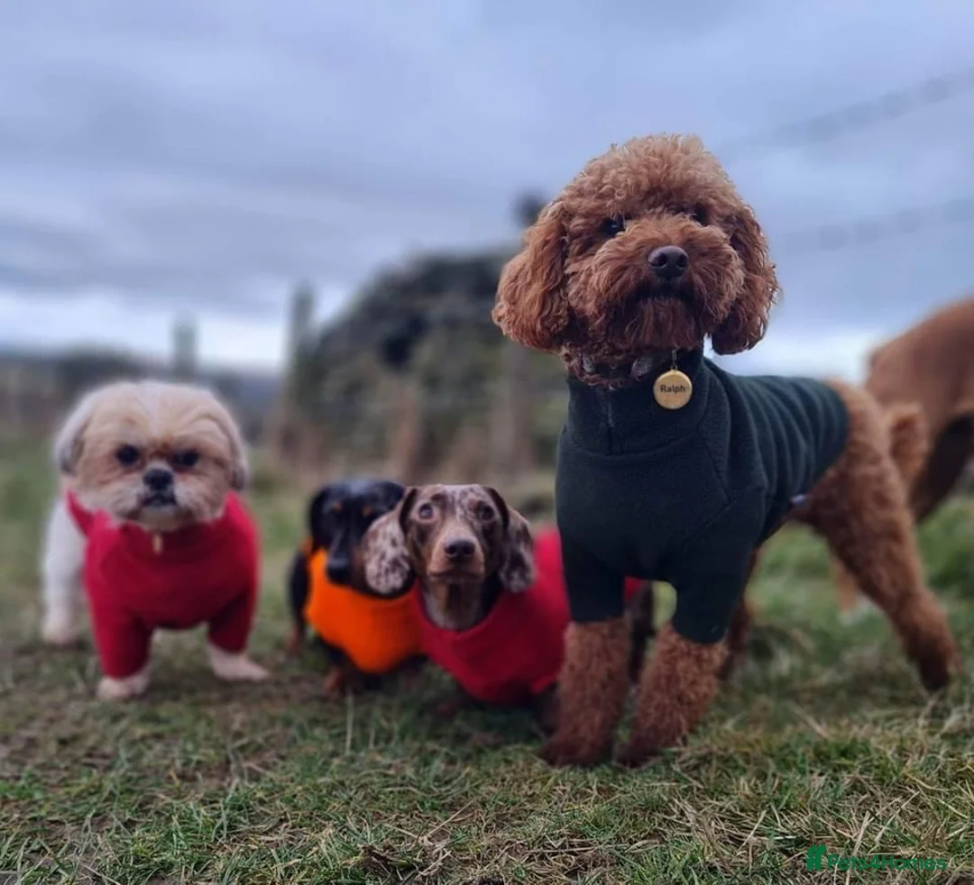 Shihpoo dogs for sale: Shihpoo f1 puppies  🩷🩷 - Advert 9