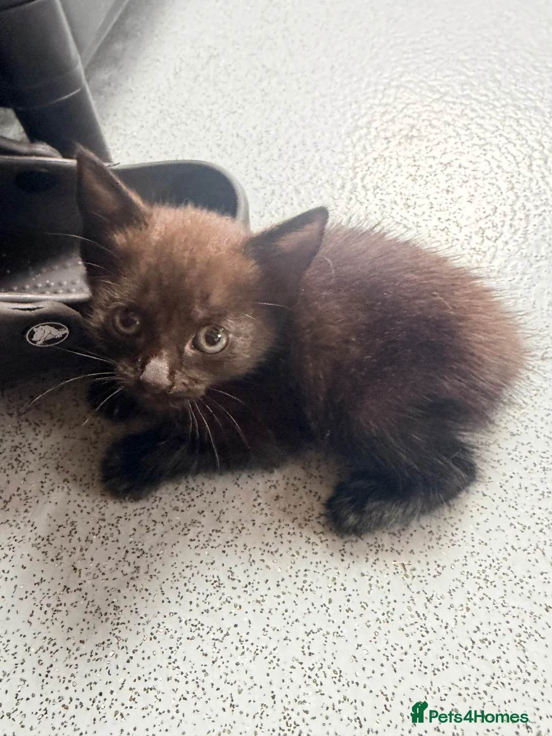Mixed Breed cats for sale: Last little girl - Advert 1