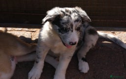 Border Collie dogs for sale: Red, and blue merle, tri, b/w collies farm reared - Image 3