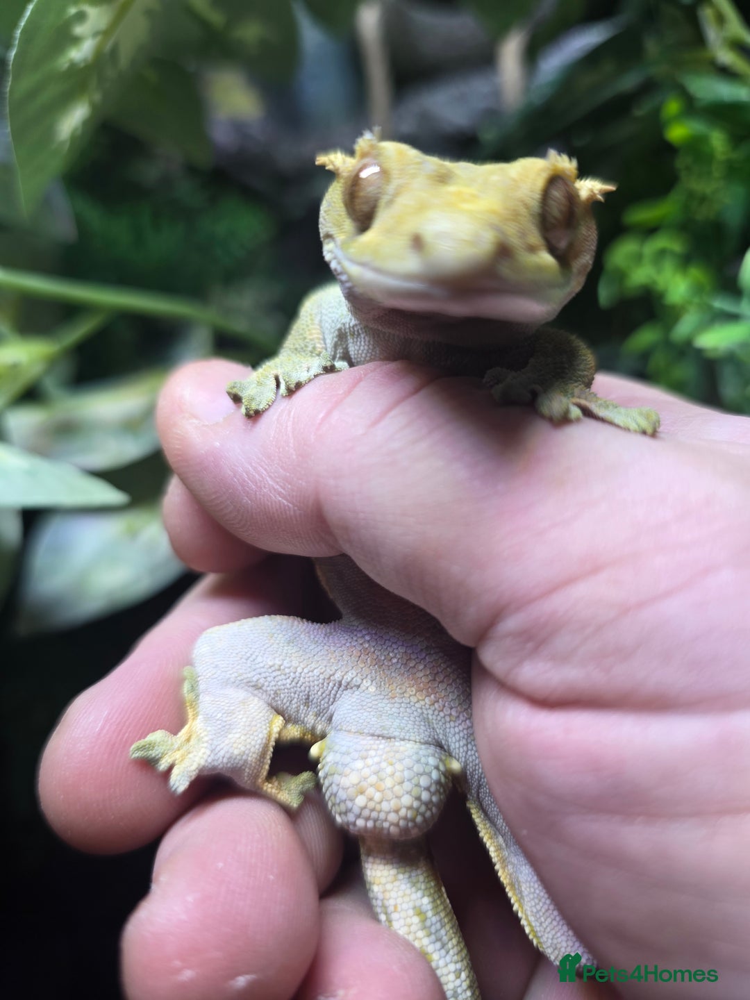 Gecko reptiles for sale: 45x45x90 Exo Terra Terrarium with 2 Crested Geckos - Advert 7