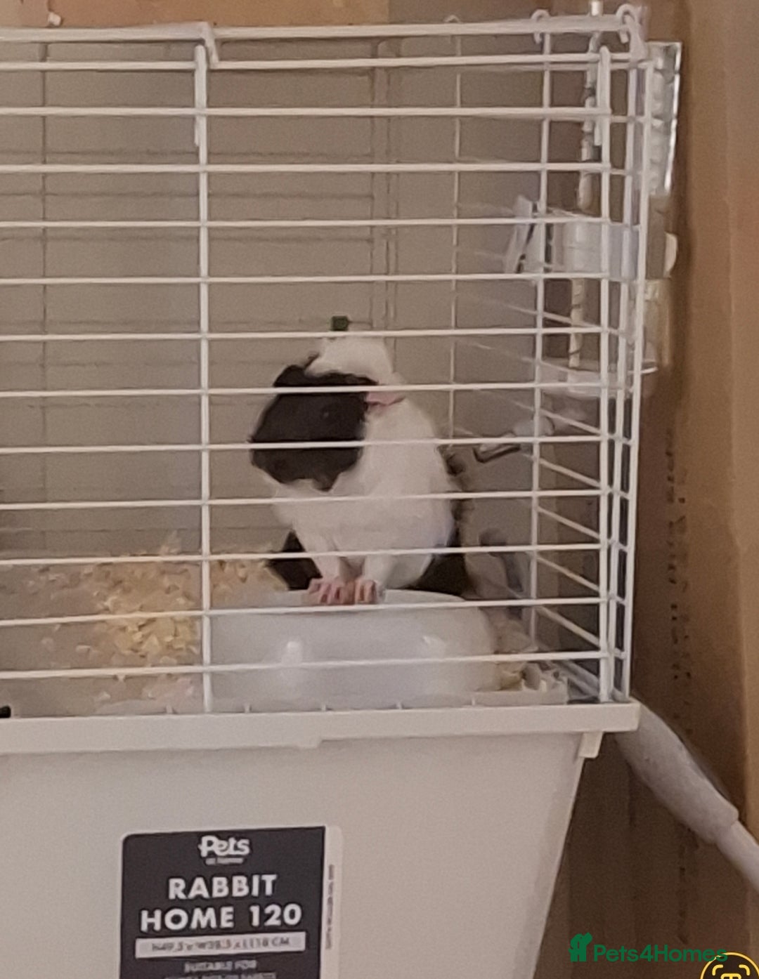 Guinea Pig rodents for sale: Guinea pigs and huge set up (huge deal) - Advert 9