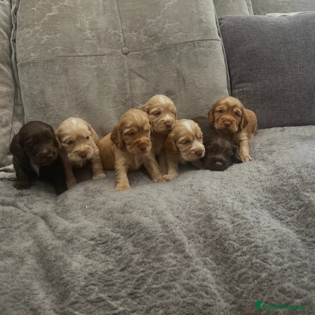 Cocker Spaniel dogs for sale: stunning show cocker/ working cocker - Advert 1