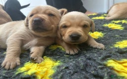 Labrador Retriever dogs for sale: Beautiful Golden and Black Labrador Puppies - Image 6
