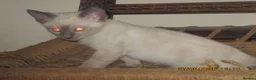 Siamese cats for sale: siamese kittens - Advert 7