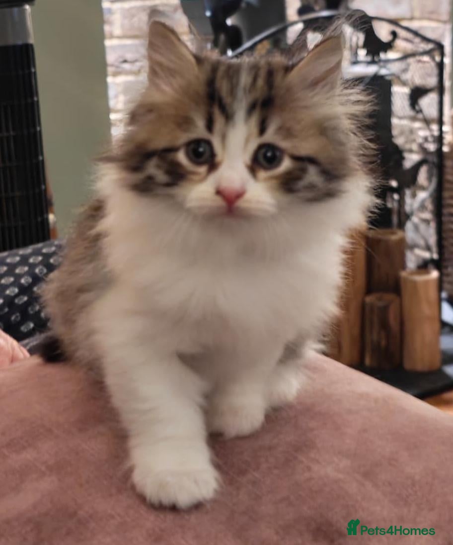 Siberian cats TICA Registered Pedigree Siberian kittens - Advert 1