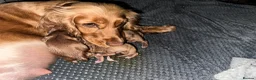 Cocker Spaniel dogs for sale: Beautiful top class red cockers  - Advert 23