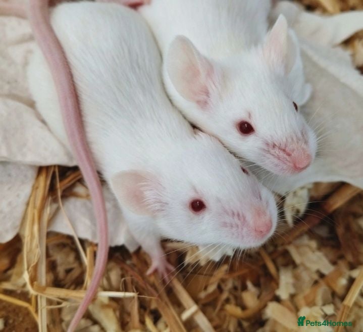 Mouse rodents for sale: Handsome baby boy mice  - Advert 1