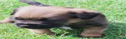 Border Terrier dogs for sale: Beautiful Borders - Advert 1