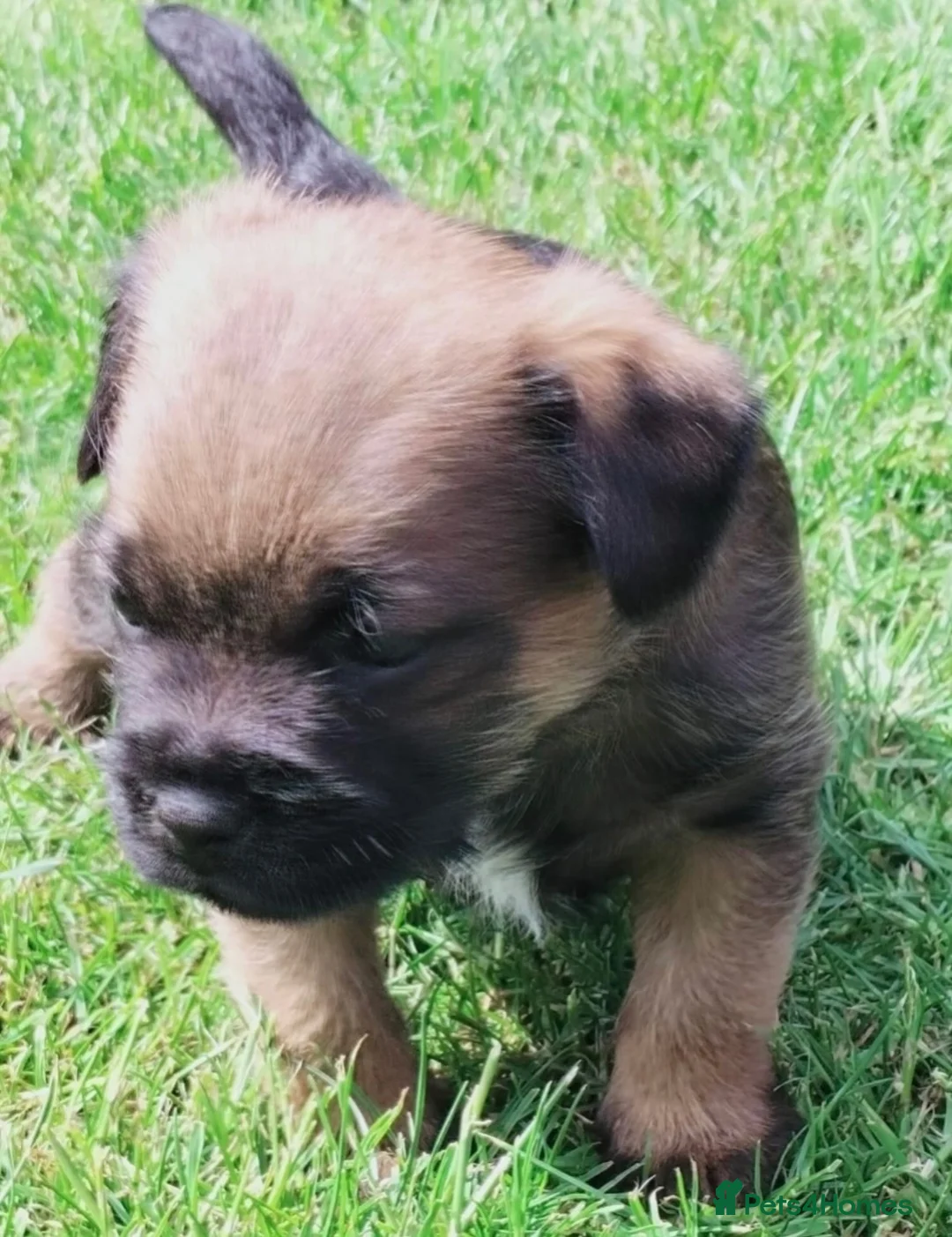 Border Terrier dogs for sale: Beautiful Borders - Advert 1