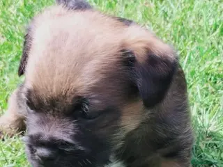 Border Terrier dogs Beautiful Borders - Advert 2