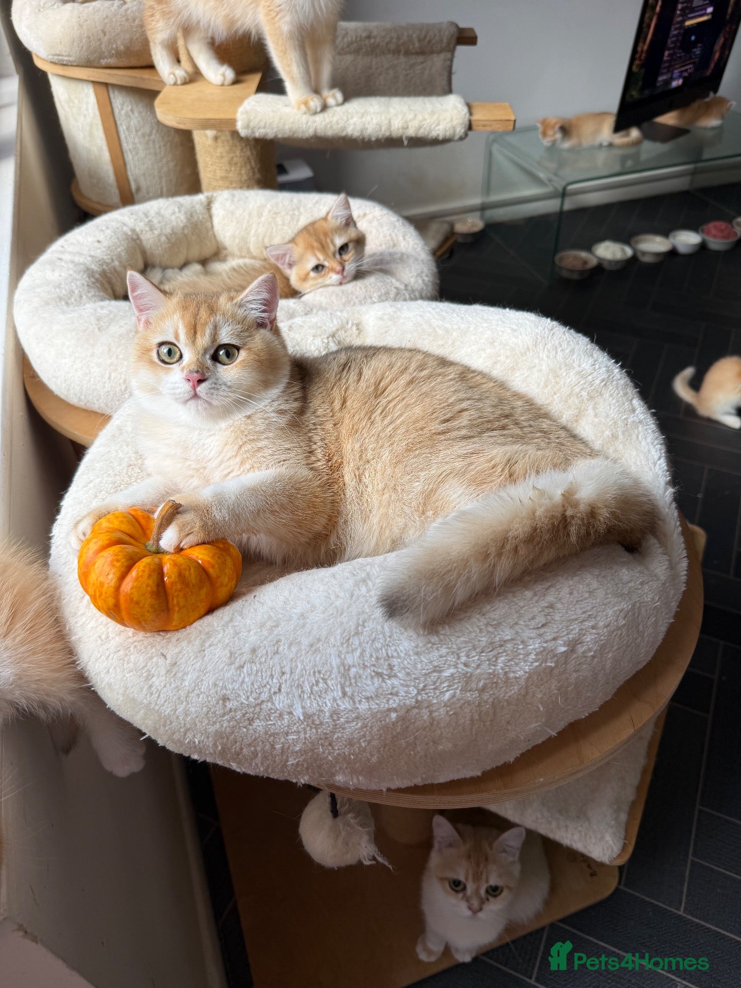 British Shorthair cats GCCF registered BSH Black Golden Kittens - Advert 1