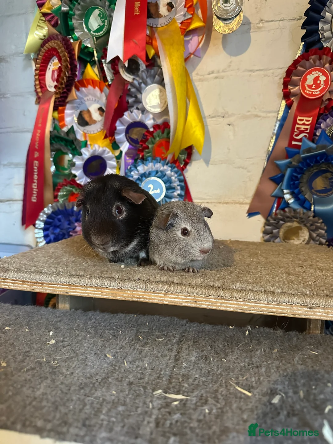 Guinea Pig rodents for sale: Guinea pigs Boars Sows - Advert 2