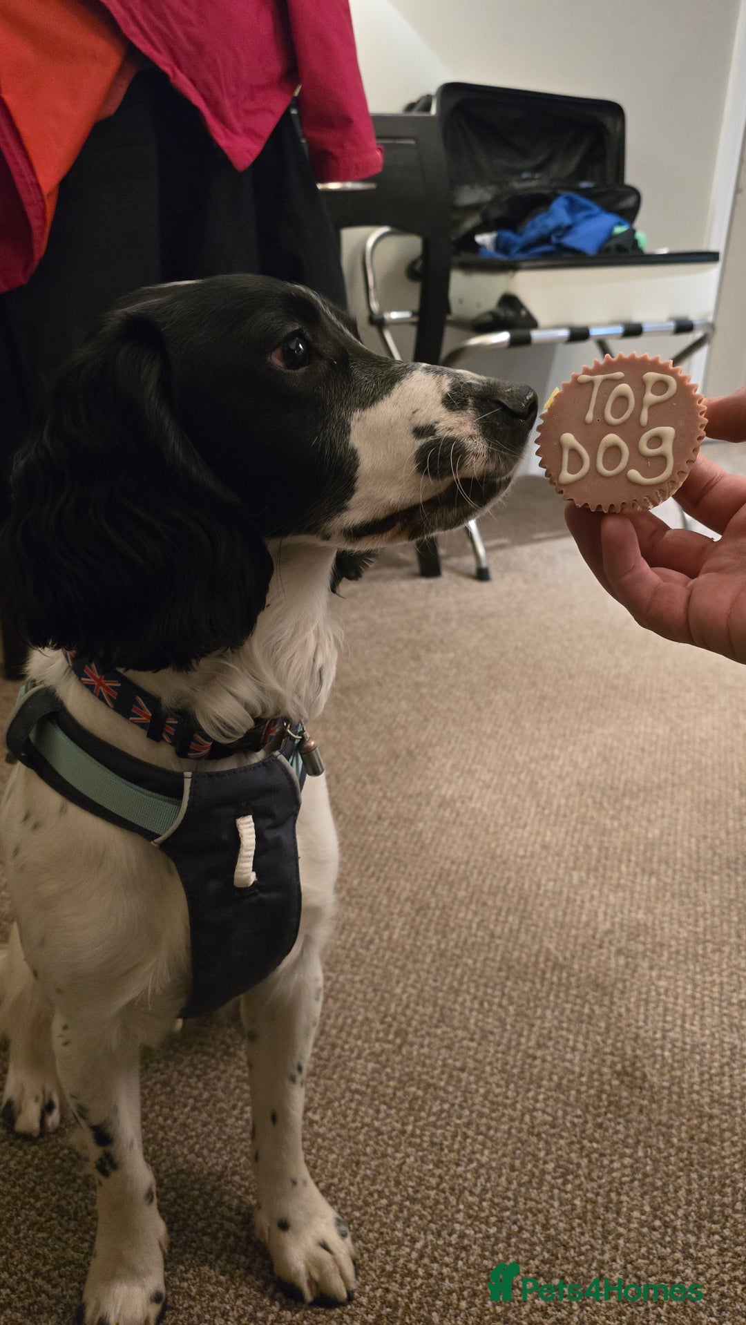 Sprocker dogs for sale: Sprocker Spaniel Lenny - Image 4
