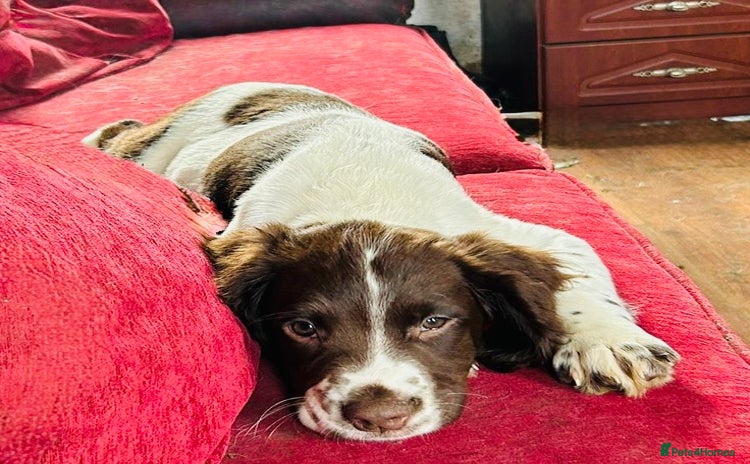 English Springer Spaniel dogs - Advert 1