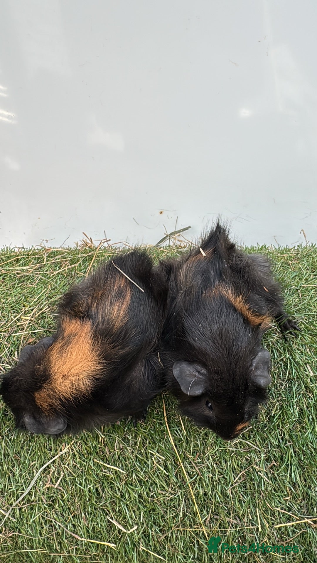Guinea Pig rodents for sale: 6 week old very friendly male Guinea pigs  - Image 2