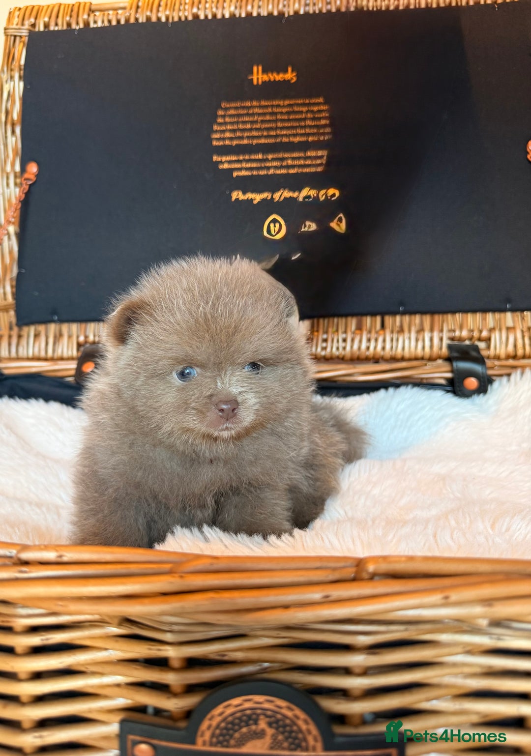 Pomeranian dogs for sale: KC Registered Lilac Pomeranian Puppies 💜 - Advert 13