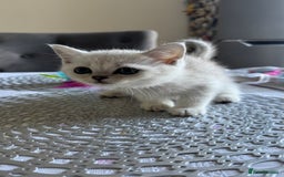 Scottish Fold cats for sale: Two Scottish Straight Boys  - Image 13