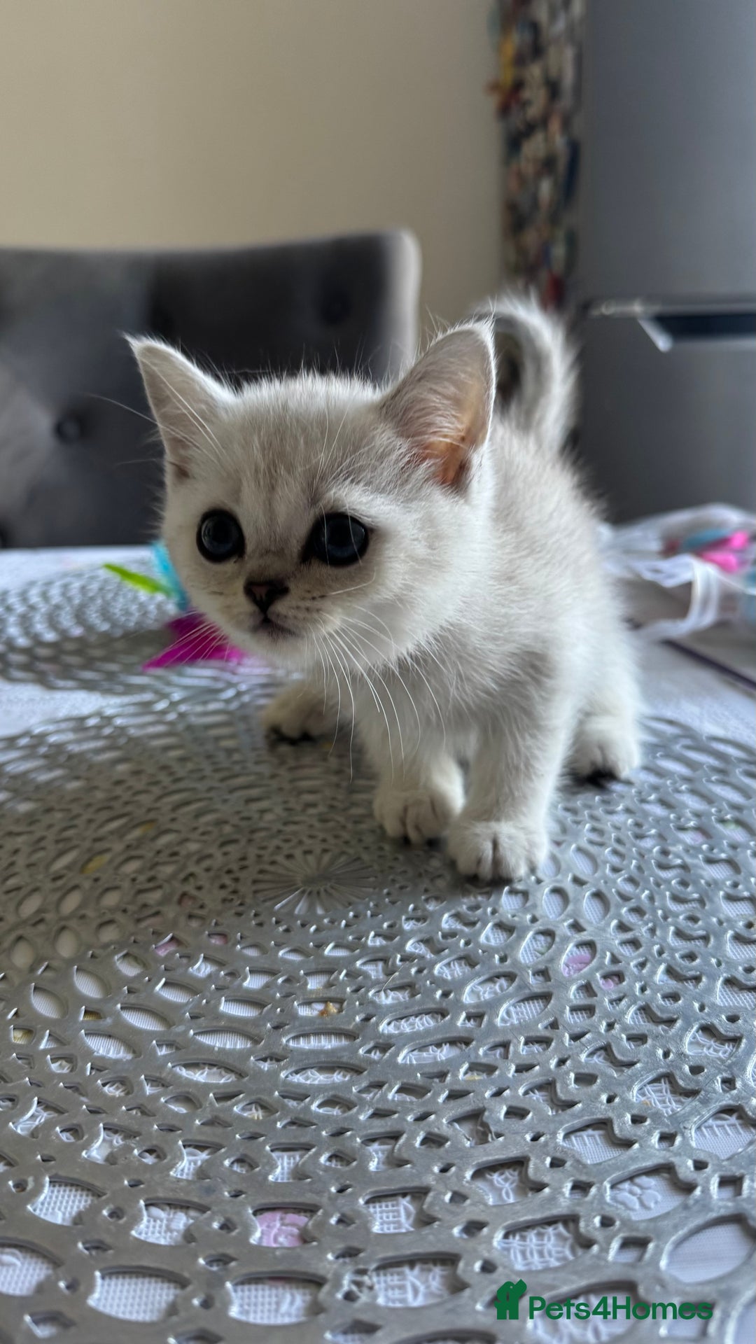 Scottish Fold cats for sale: Two Scottish Straight Boys  - Image 13