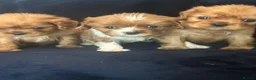 Cavalier King Charles Spaniel dogs for sale: Gorgeous puppies looking for there forever home  - Advert 3