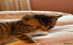 Mixed Breed cats for sale: Beautiful happy kittens ready for forever homes - Image 5