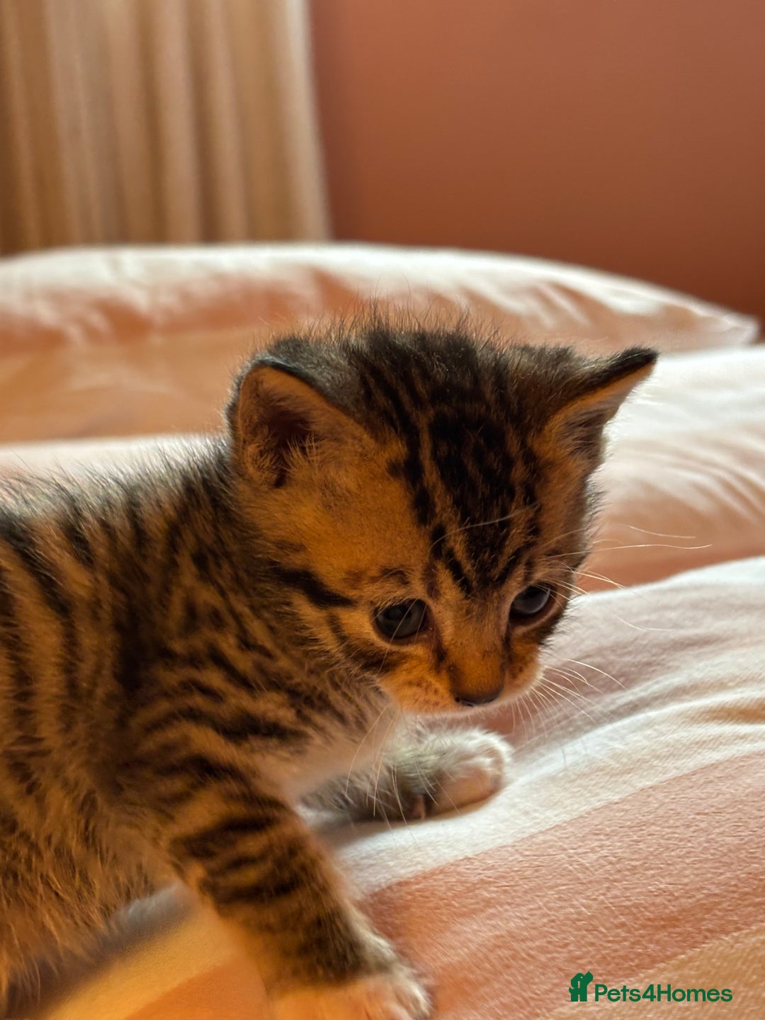 Mixed Breed cats for sale: Beautiful happy kittens ready for forever homes - Image 5