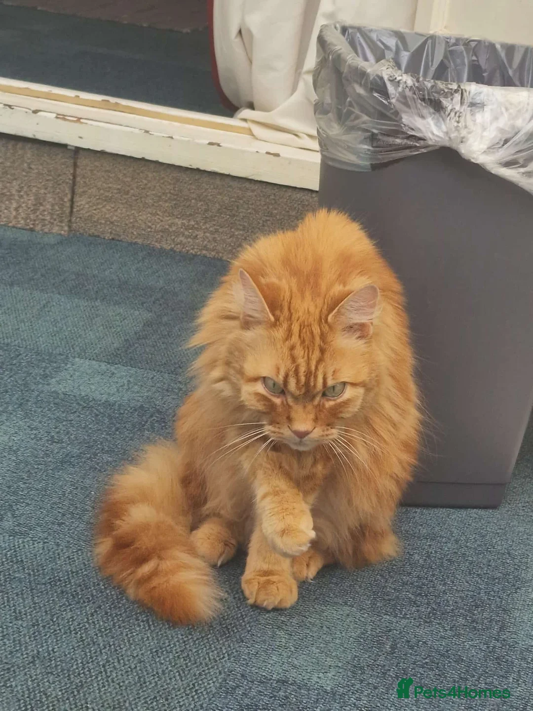 Mixed Breed cats for sale: Kenzo 7 Year Old Ginger Cat - Advert 2