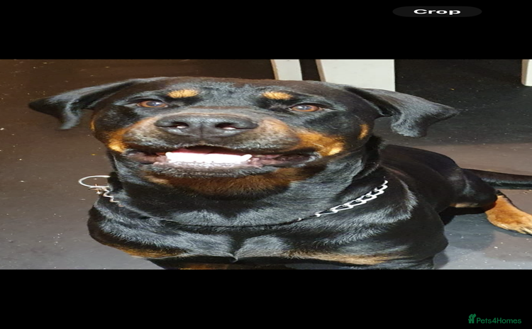 Mixed Breed dogs - Advert 1