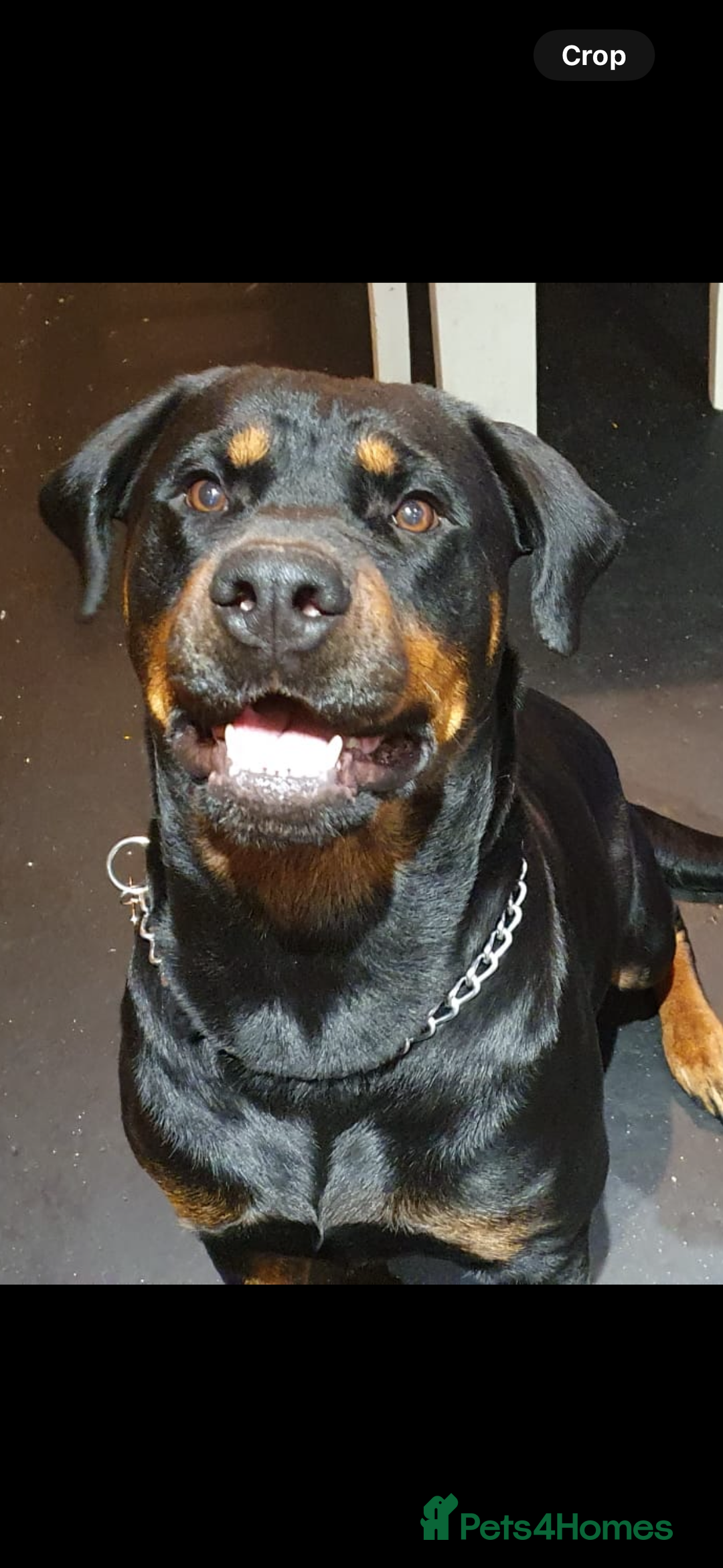 Mixed Breed dogs for sale: 3 beautiful boys for sale  - Image 1