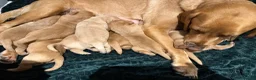 Labrador Retriever dogs for sale: Fox red and yellow/white Labrador pups - Advert 20