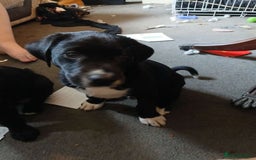 Mixed Breed dogs for sale: 4x Lab×Collie puppys - Image 5