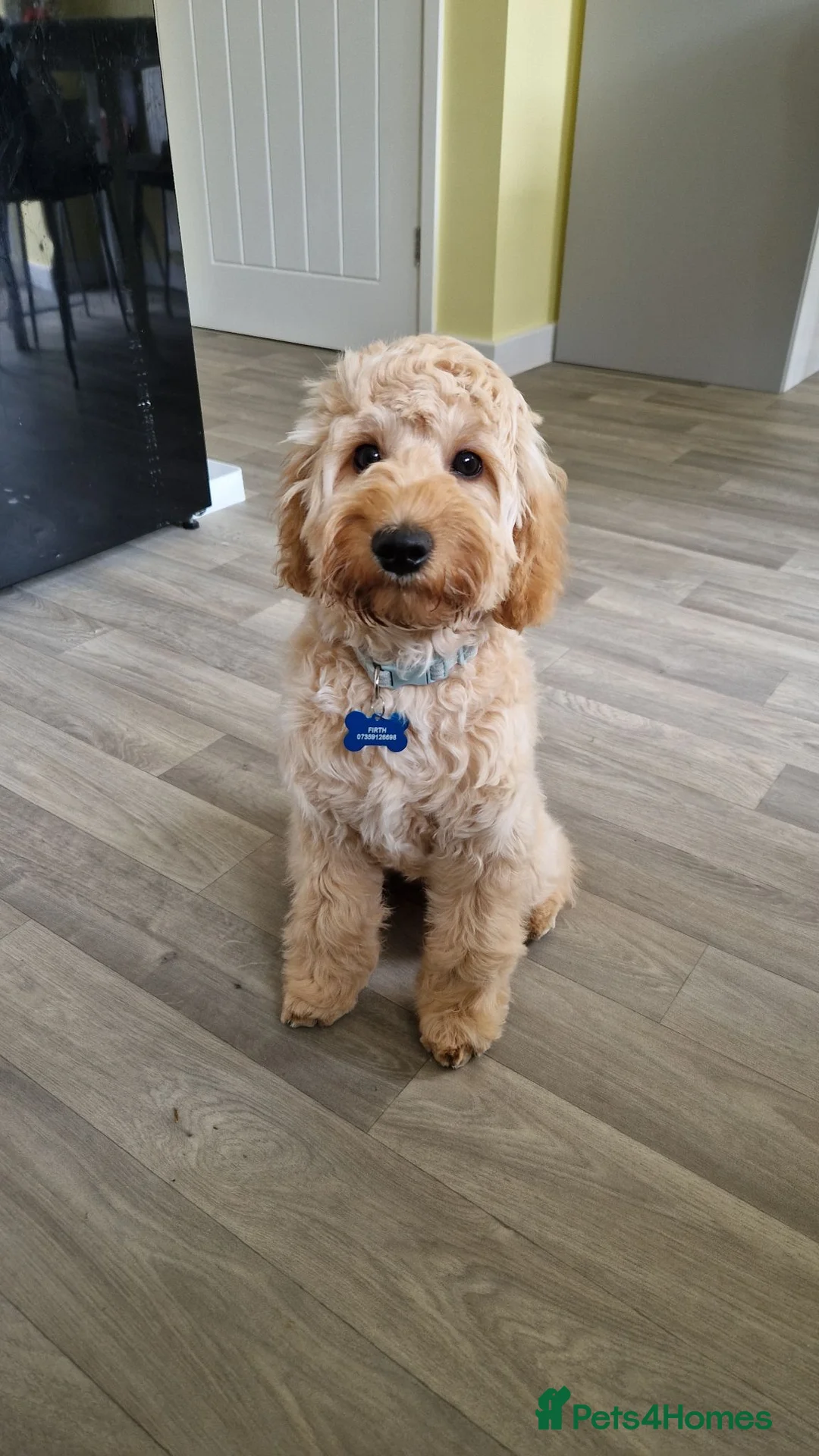 Cavapoo dogs for sale: Male Cavapoo for sale 8 months - Advert 1