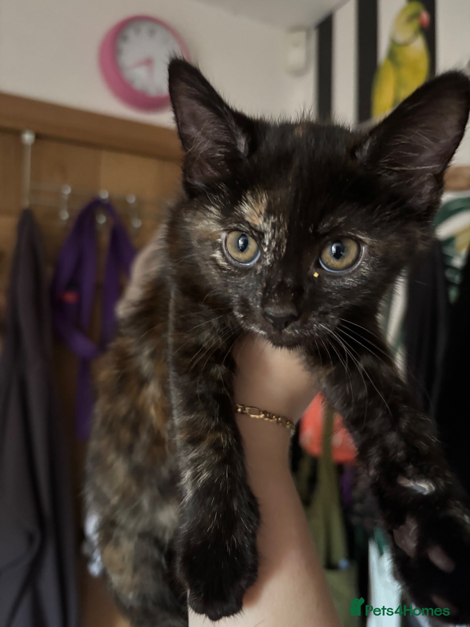 Mixed Breed cats Siamese mix kittens London or kent - Advert 4