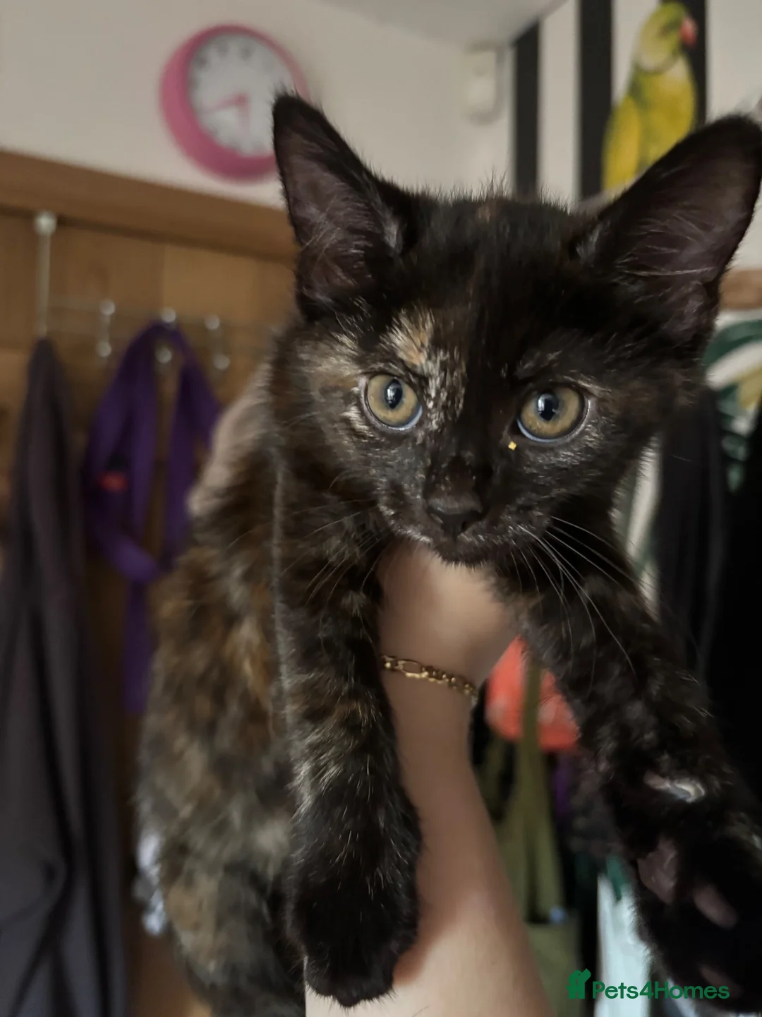 Mixed Breed cats for sale: Siamese mix kittens London or kent in London - Advert 1