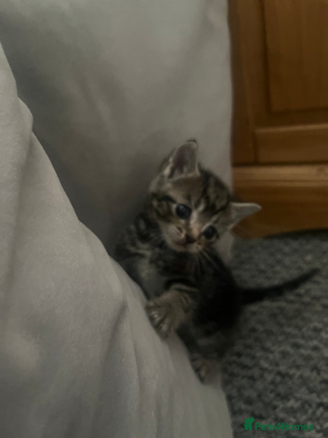 Abyssinian cats for sale: Tabby kittens  - Image 4