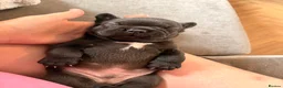 French Bulldog dogs for sale: French bulldog puppies  - Advert 7