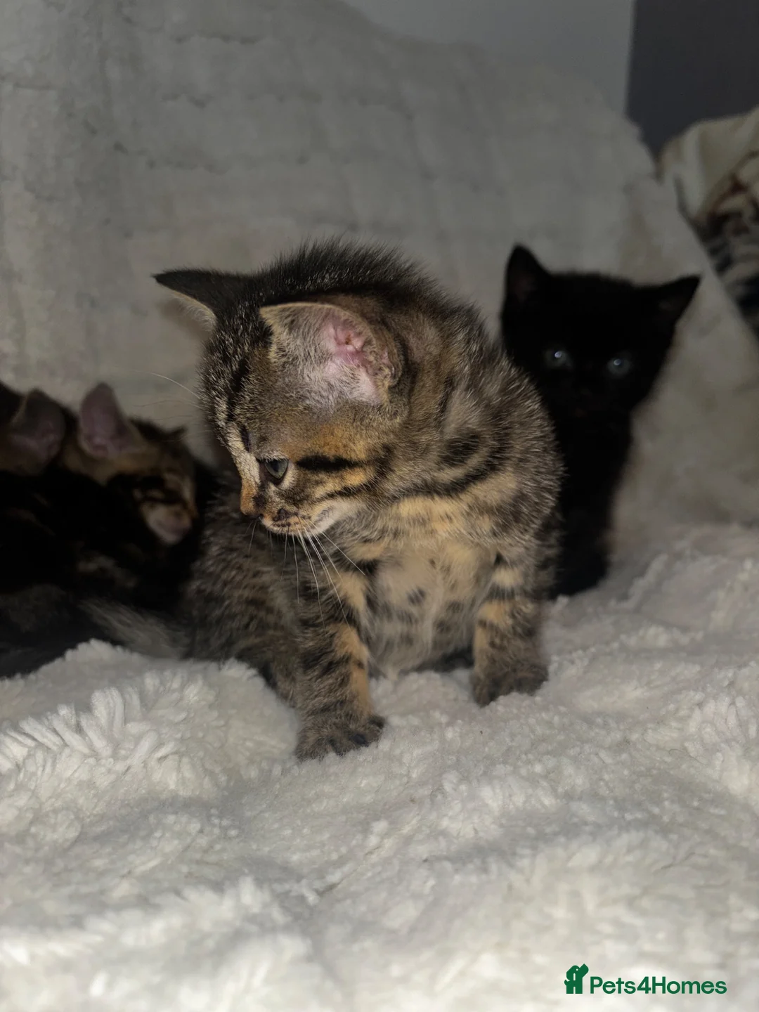 Mixed Breed cats for sale: 6 Adorable Kittens For Sale (To Leave by 17 June) - Advert 7