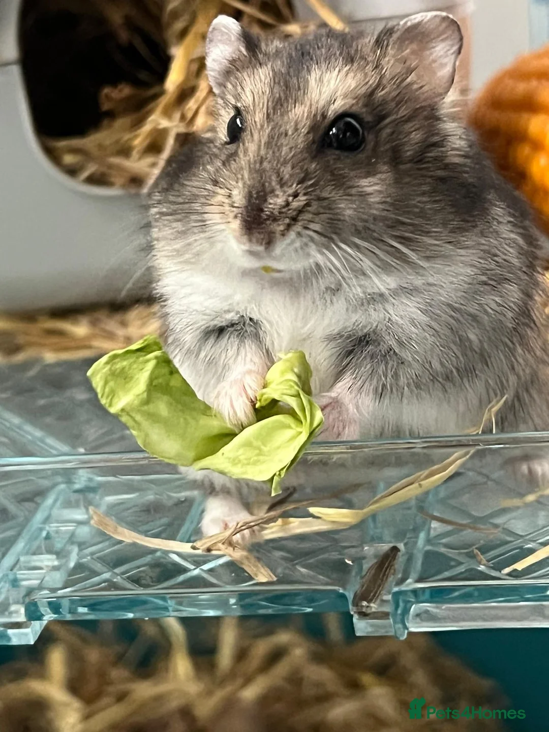 Hamster rodents for sale: Russian dwarf hamster  in Aberdare - Advert 1