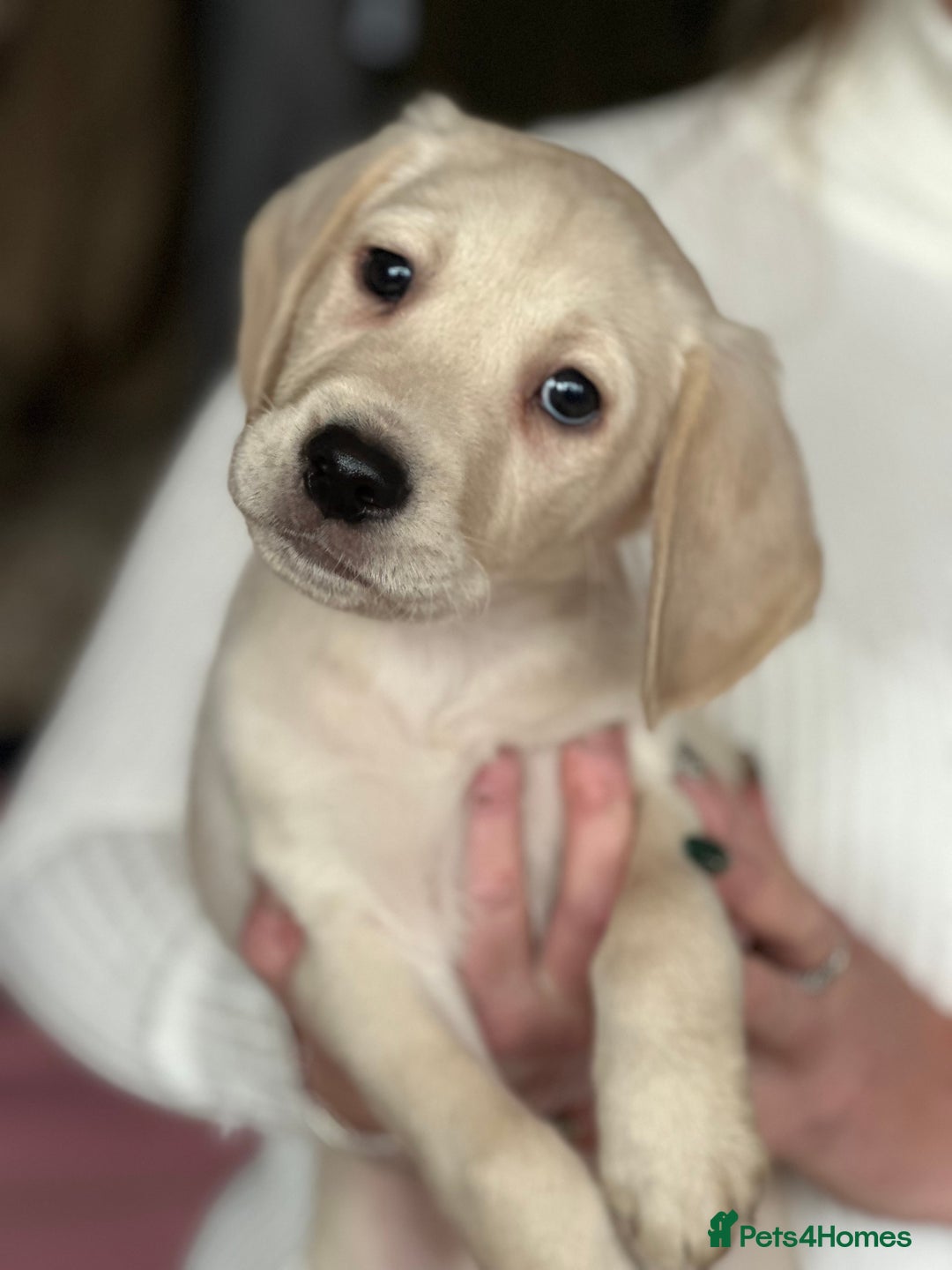 Labrador Retriever dogs for sale: 6 gorgeous Labrador puppies  - Advert 3