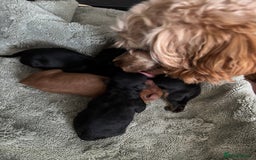 Cavapoochon dogs for sale: Toy Cavapoochons F1B - Image 9