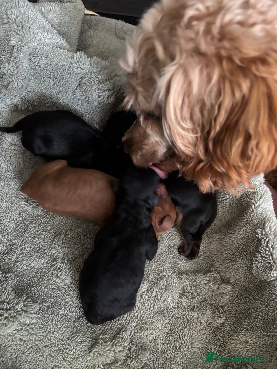 Cavapoochon dogs for sale: Toy Cavapoochons F1B - Image 9